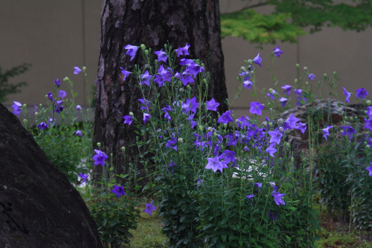 廬山寺_e0051888_23132872.jpg