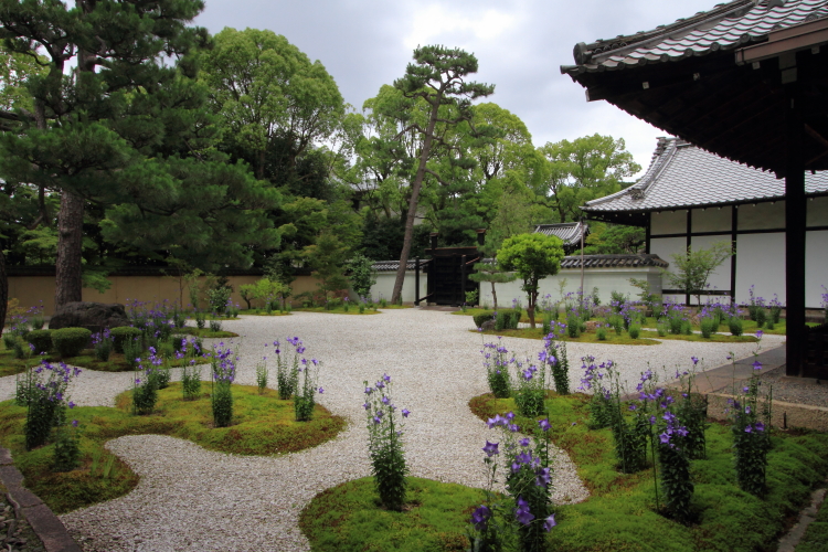 廬山寺_e0051888_23135542.jpg