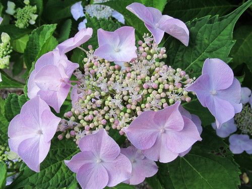 堂森・善光寺の紫陽花は今が見頃か（１０）_c0075701_233483.jpg