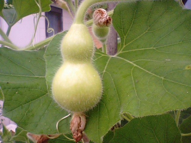 千成ひょうたんに花が咲きました ２０１２年７月１１日 徳ちゃん便り