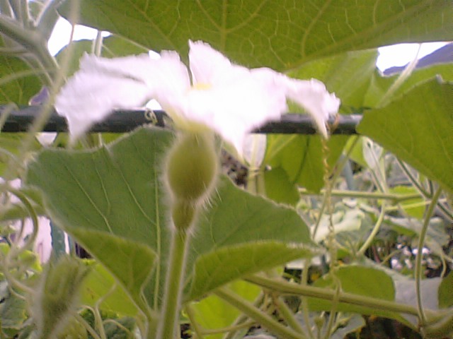 千成ひょうたんに花が咲きました ２０１２年７月１１日 徳ちゃん便り