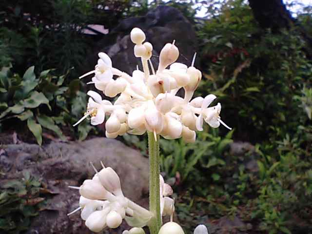 やぶみょうがの白い花 藪茗荷 徳ちゃん便り