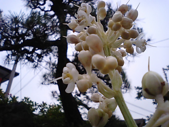 薮茗荷 （やぶみょうが）.の花…2015/9/3_f0231709_10564068.jpg