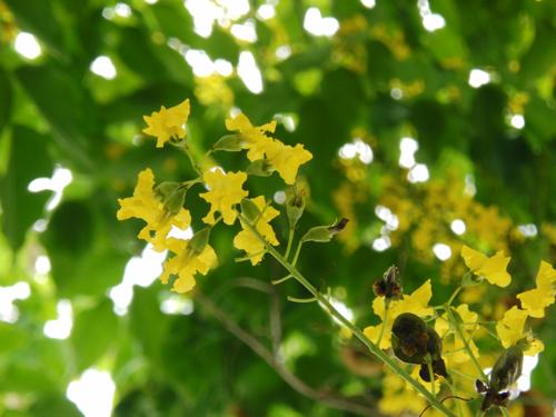 黄色い花 名前調べ中 ハワイ島の空の下