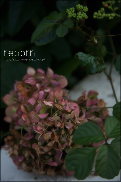 reborn_f0100215_23591588.jpg