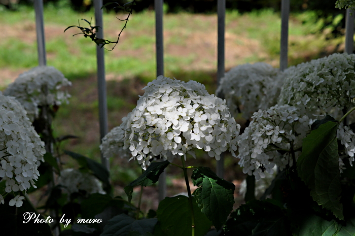 薔薇 と 紫陽花 と 小鳥のための木♪♪_e0160417_11535699.jpg