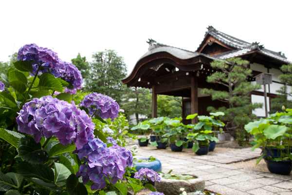 法金剛寺のアジサイ_a0166729_2394490.jpg