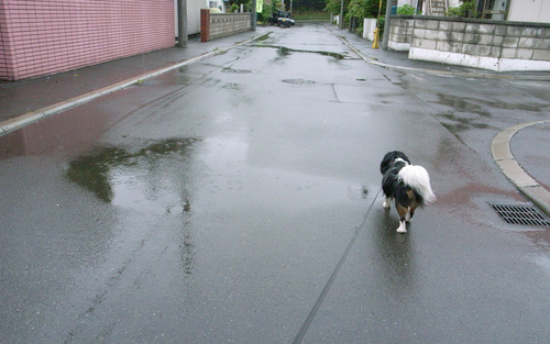 一日中雨でした。_c0051132_192054.jpg