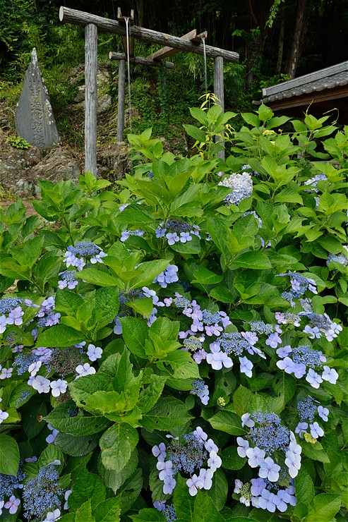 清水寺 ~紫陽花~_f0222161_19405361.jpg