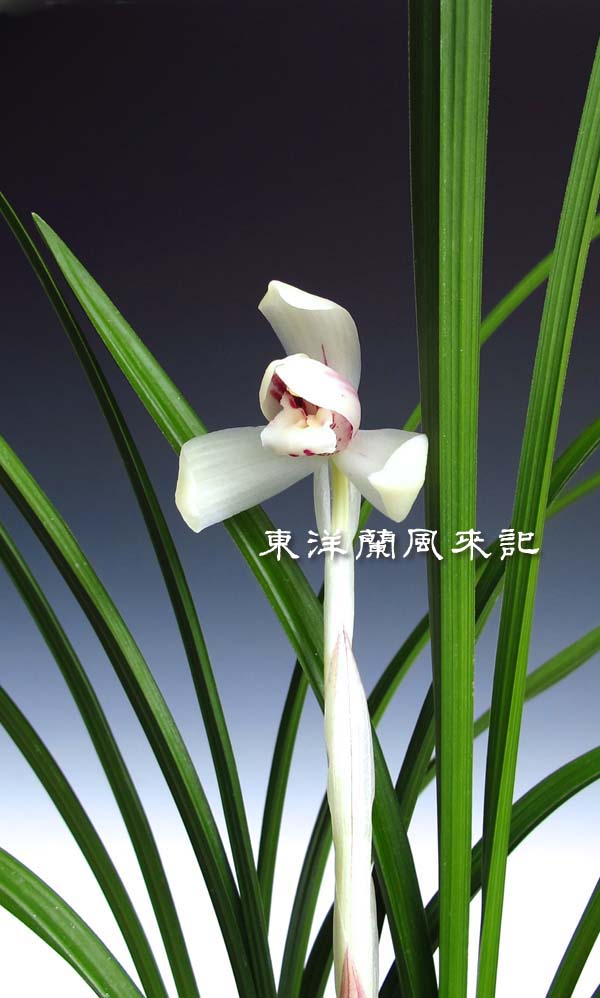 日本春蘭「白蓮」 No．453 : 風来記 東洋蘭風来記 春蘭 中国春蘭