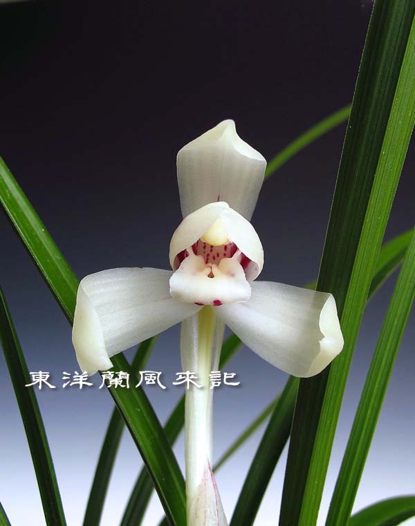 日本春蘭「白蓮」 No．453 : 風来記 東洋蘭風来記 春蘭 中国春蘭