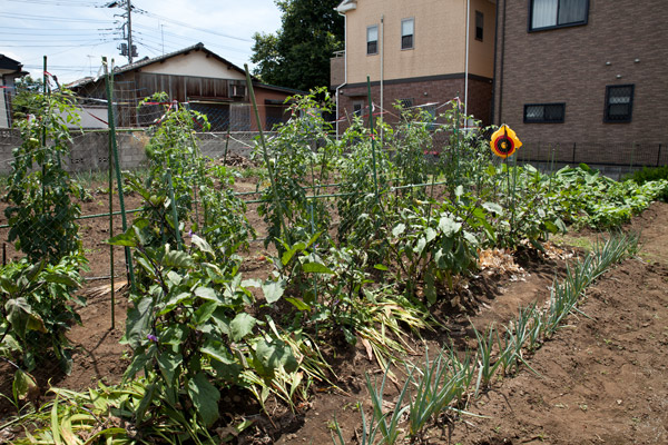 2012/07/12 大宮で野菜の収穫!_b0171364_11113346.jpg