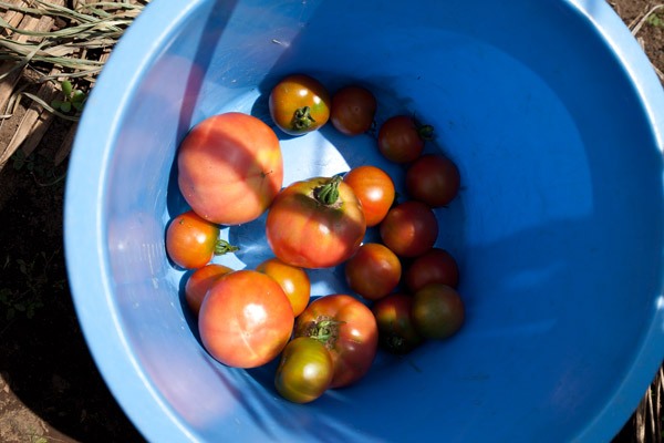 2012/07/12 大宮で野菜の収穫!_b0171364_11182940.jpg