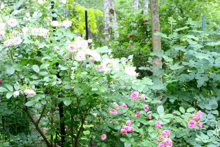 e0175468_2146881.jpg