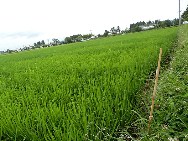 7月12日の田んぼ(上目黒小・枝野小)_d0247484_14333436.jpg