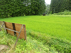 7月12日の田んぼ(月光原小・西根小)_d0247484_15205796.jpg