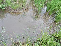 7月12日の田んぼ(月光原小・西根小)_d0247484_15211414.jpg