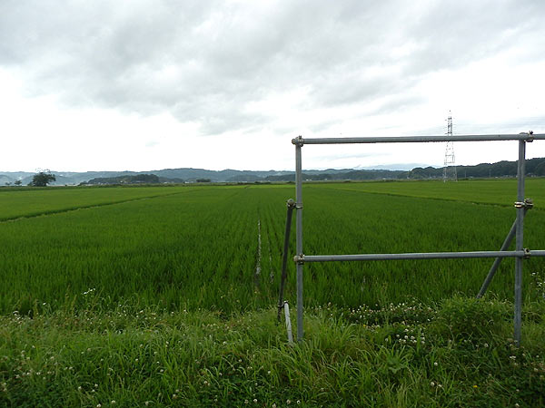 7月12日の田んぼ(緑ヶ丘小・北郷小)_d0247484_1540407.jpg
