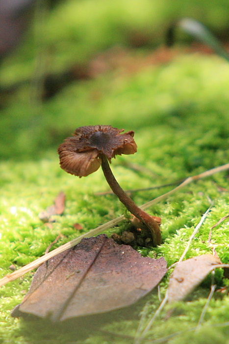 2012年6月26日  食べられますか？_c0241488_2124392.jpg