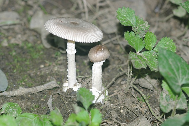e0070891_2137394.jpg