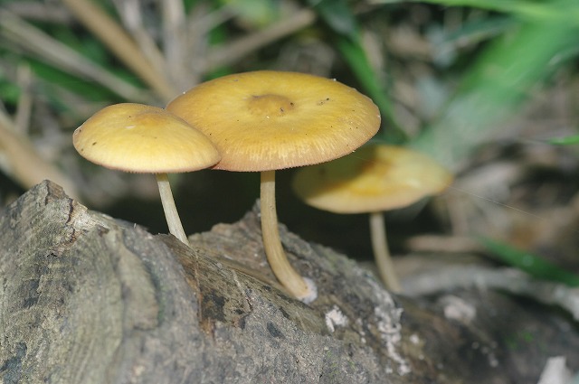 e0070891_21382729.jpg