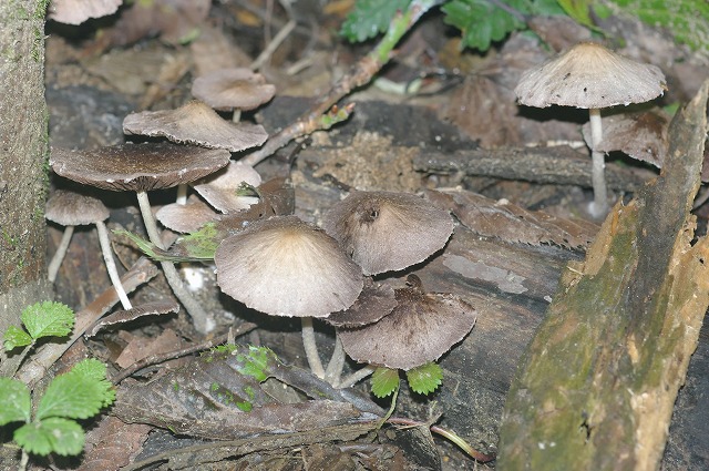 e0070891_21403089.jpg