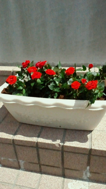 c0205393_16385340.jpg