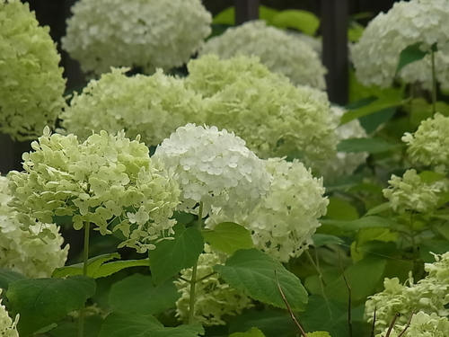 夏の白い花_b0105897_133229.jpg