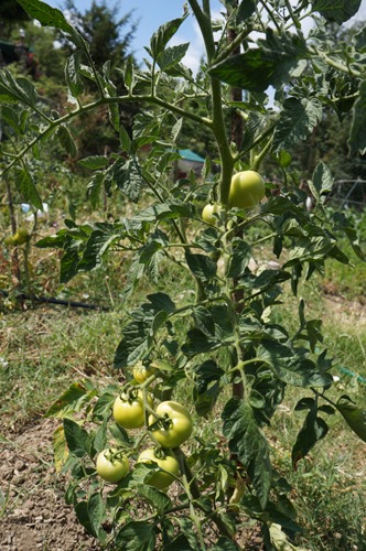 夏野菜キテマスヨ~!7月の畑_f0106597_045418.jpg