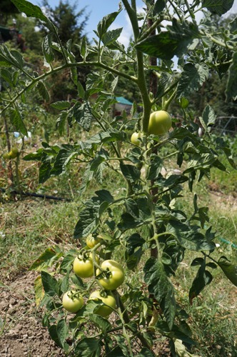 夏野菜キテマスヨ～！７月の畑_f0106597_045418.jpg