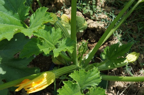 夏野菜キテマスヨ~!7月の畑_f0106597_048328.jpg