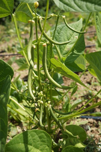 夏野菜キテマスヨ～！７月の畑_f0106597_053552.jpg