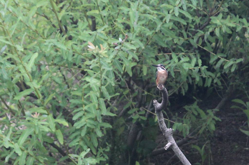 蓮カワセミ、飛び出し飛びつき/今朝の幼鳥/この風では・・・_b0024798_10285525.jpg
