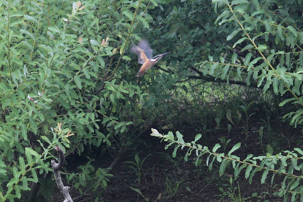 蓮カワセミ、飛び出し飛びつき/今朝の幼鳥/この風では・・・_b0024798_1029977.jpg
