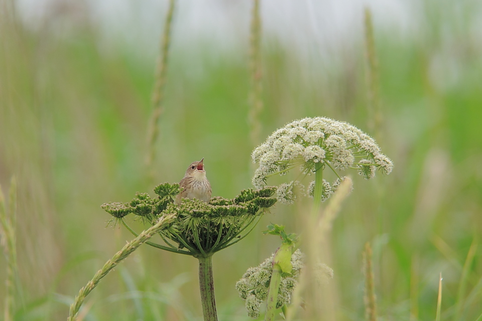 北海道の鳥５～マキノセンニュウ（ＬＦ）_b0209000_22332741.jpg