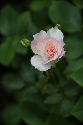 今！庭では～♪　バラの２番花　と　シェード植物_a0123003_1952420.jpg