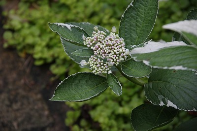 今！庭では～♪　バラの２番花　と　シェード植物_a0123003_21294453.jpg