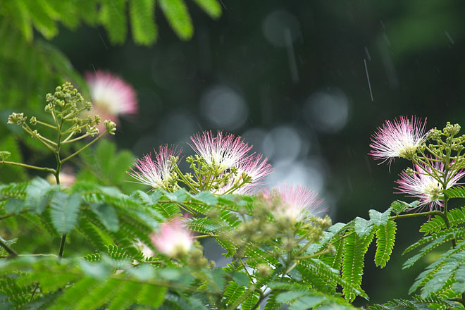 雨の印象　～合歓の木～_c0067040_2220541.jpg