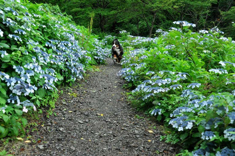 青い紫陽花の妖精？_b0075541_1214571.jpg