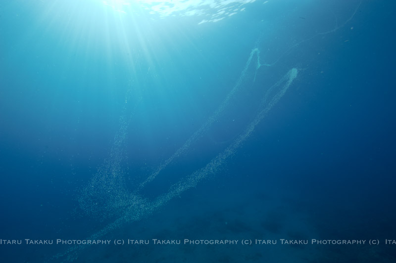 オオハナガタサンゴの産卵!!_b0186442_23474536.jpg