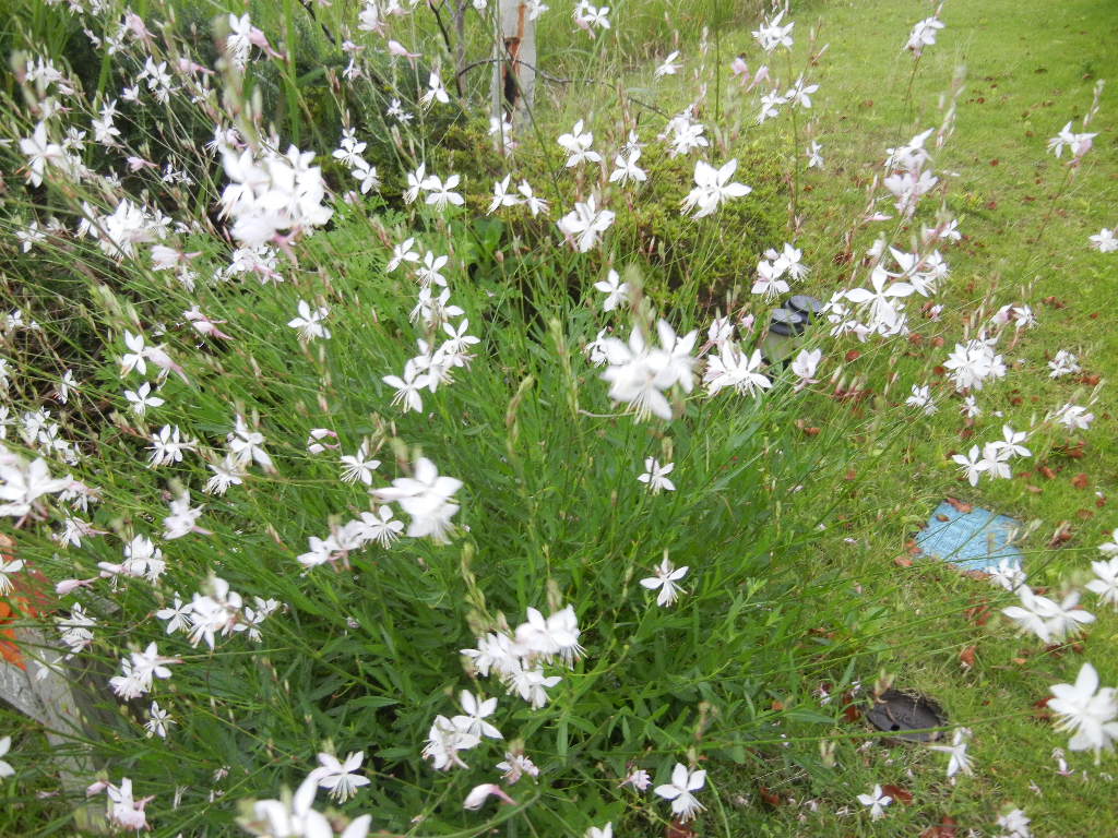 ’12,7,13(金)池の畔で涼みましょ!_f0060461_13434482.jpg