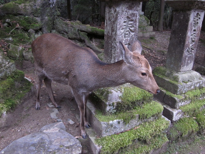 夏毛の鹿 : 私のはんなり日記