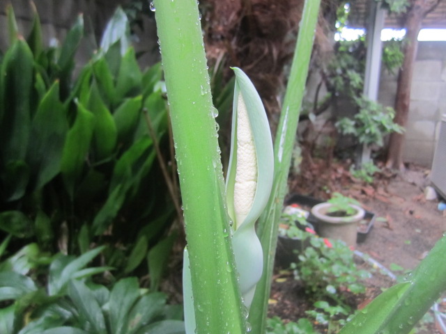 クワズイモ　Alocasia odora_b0245877_0563651.jpg