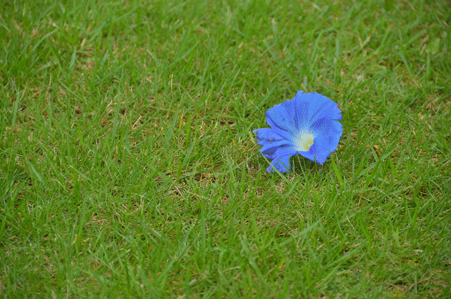 a0275782_9311287.gif