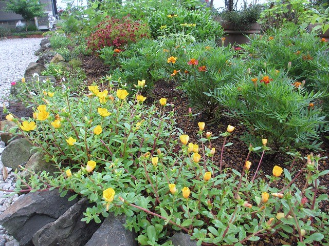 庭のお花(花壇) 7・13 : の~んびり!! 庭のお花(花壇) 7・13 : の~んびり!!