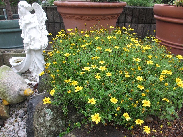 庭のお花(花壇) 7・13 : の~んびり!! 庭のお花(花壇) 7・13 : の~んびり!!