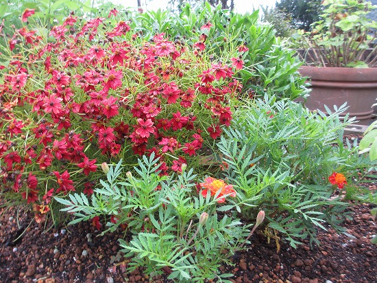 庭のお花(花壇) 7・13 : の~んびり!! 庭のお花(花壇) 7・13 : の~んびり!!