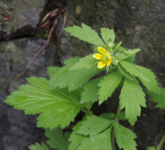 奥日光　滝と川岸の花たち_c0144185_16243764.jpg