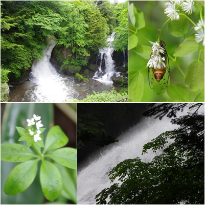 奥日光　滝と川岸の花たち_c0144185_1722251.jpg