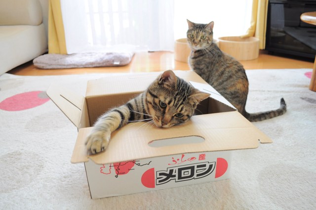あと1日_a0126590_557173.jpg